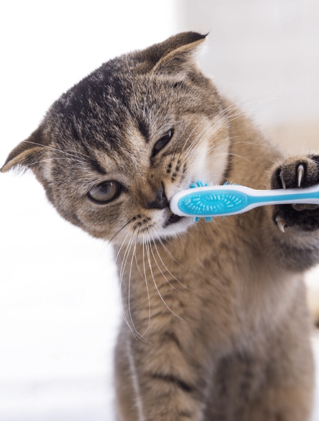CatToothbrush4