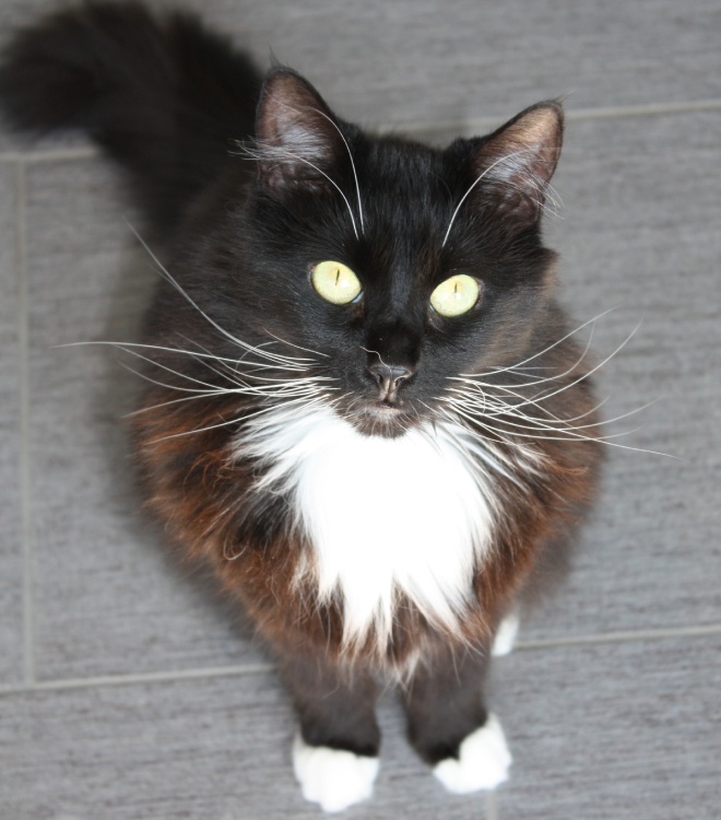Georgie, CFO - Chief Feline Officer