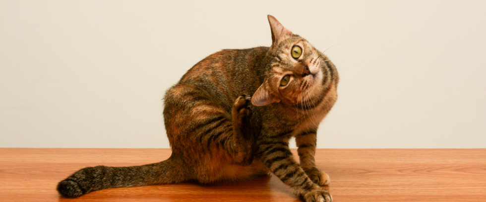 veterinary-guide-to-treating-itchy-skin-parasites-blog-image-2-980x409