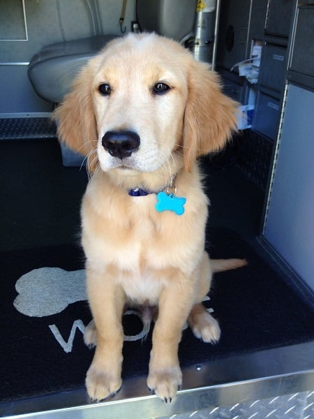 boone_puppy (1)