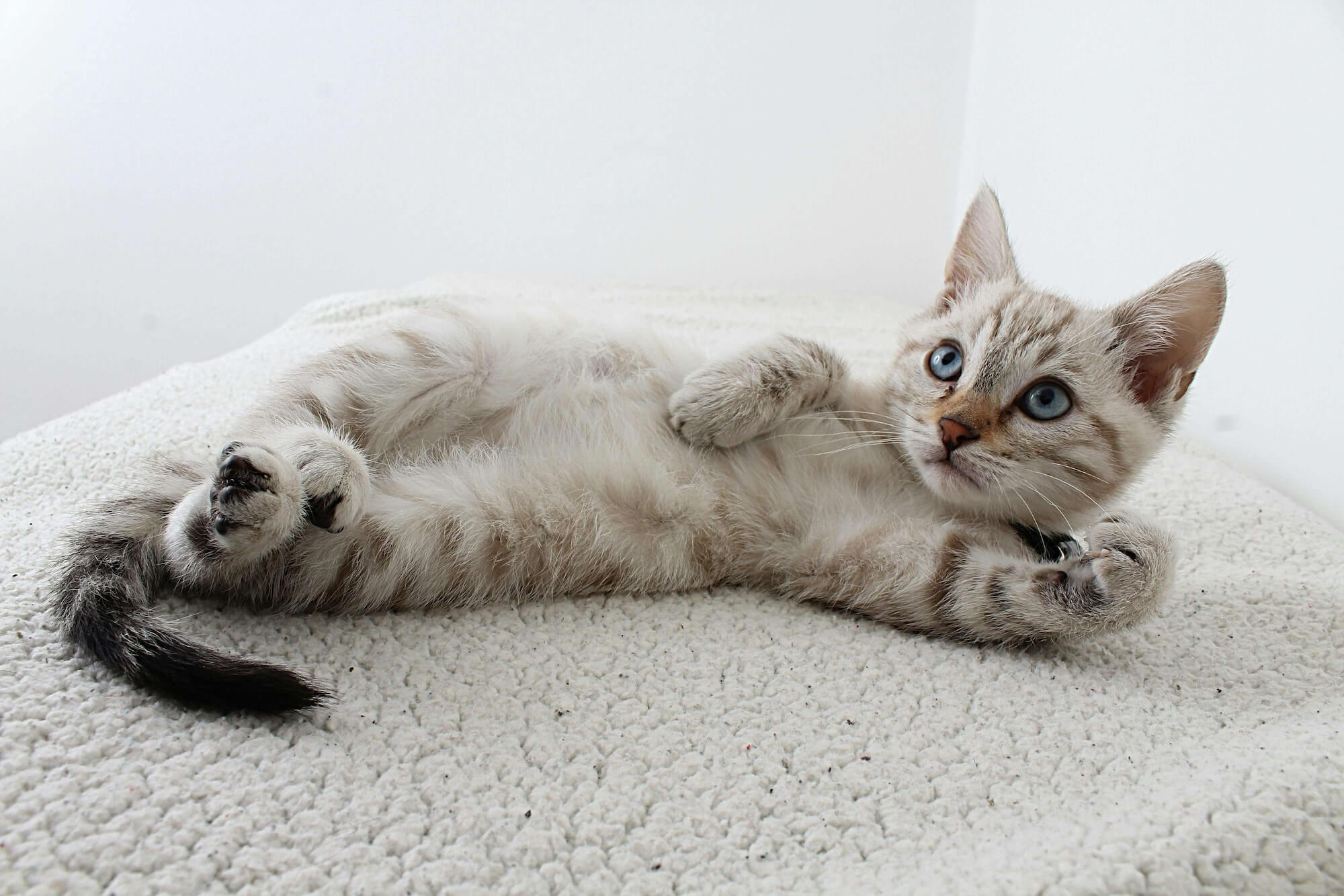 catlayingdown