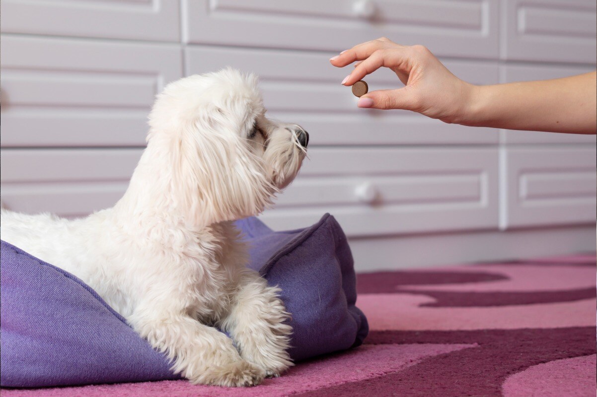 dogmedicine2