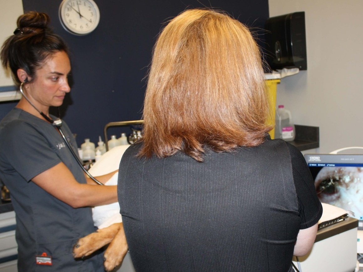 endoscopy