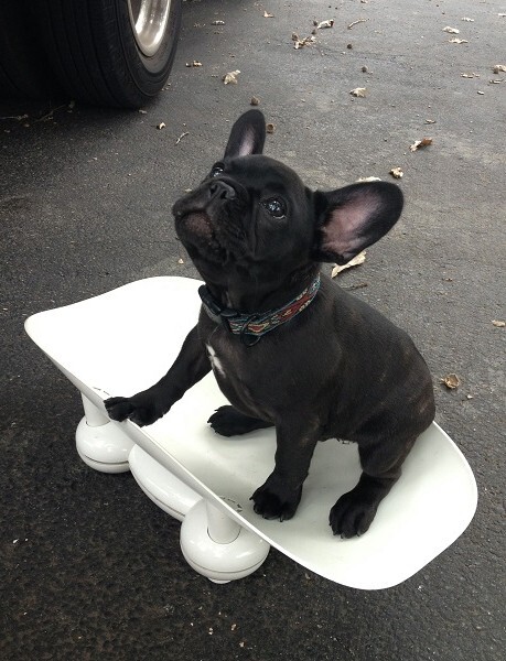 frenchie_scale-e1457928800702