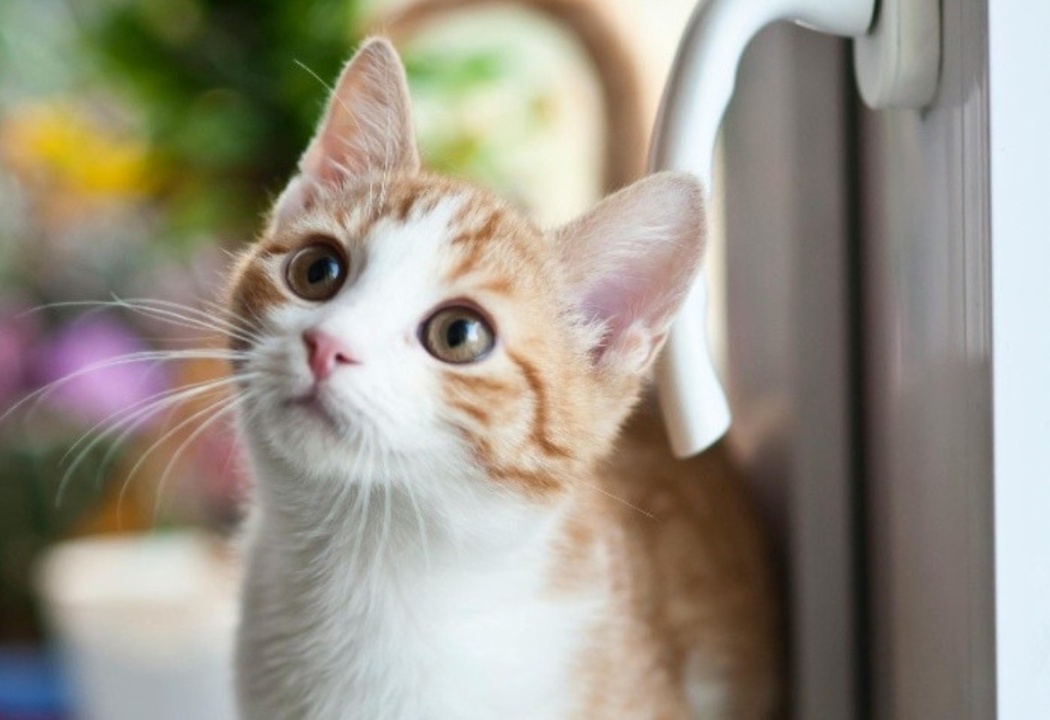 kitten crop 3
