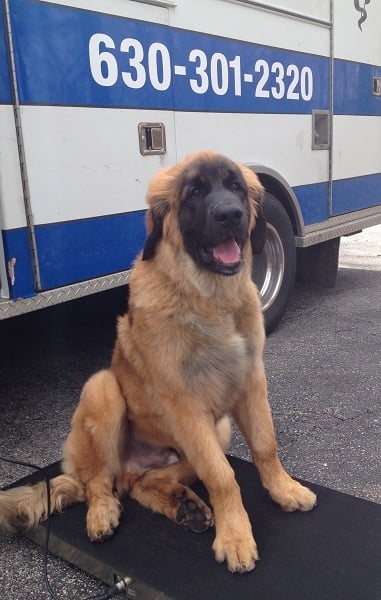 leonberger