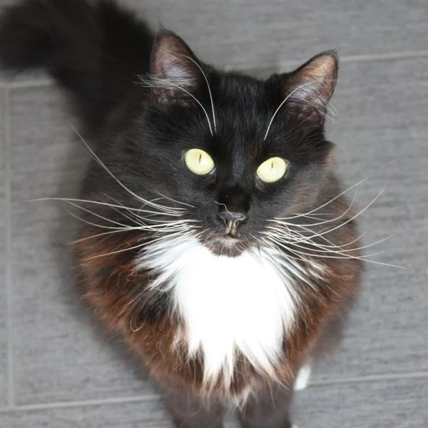 fluffy tuxedo cat named Georgie