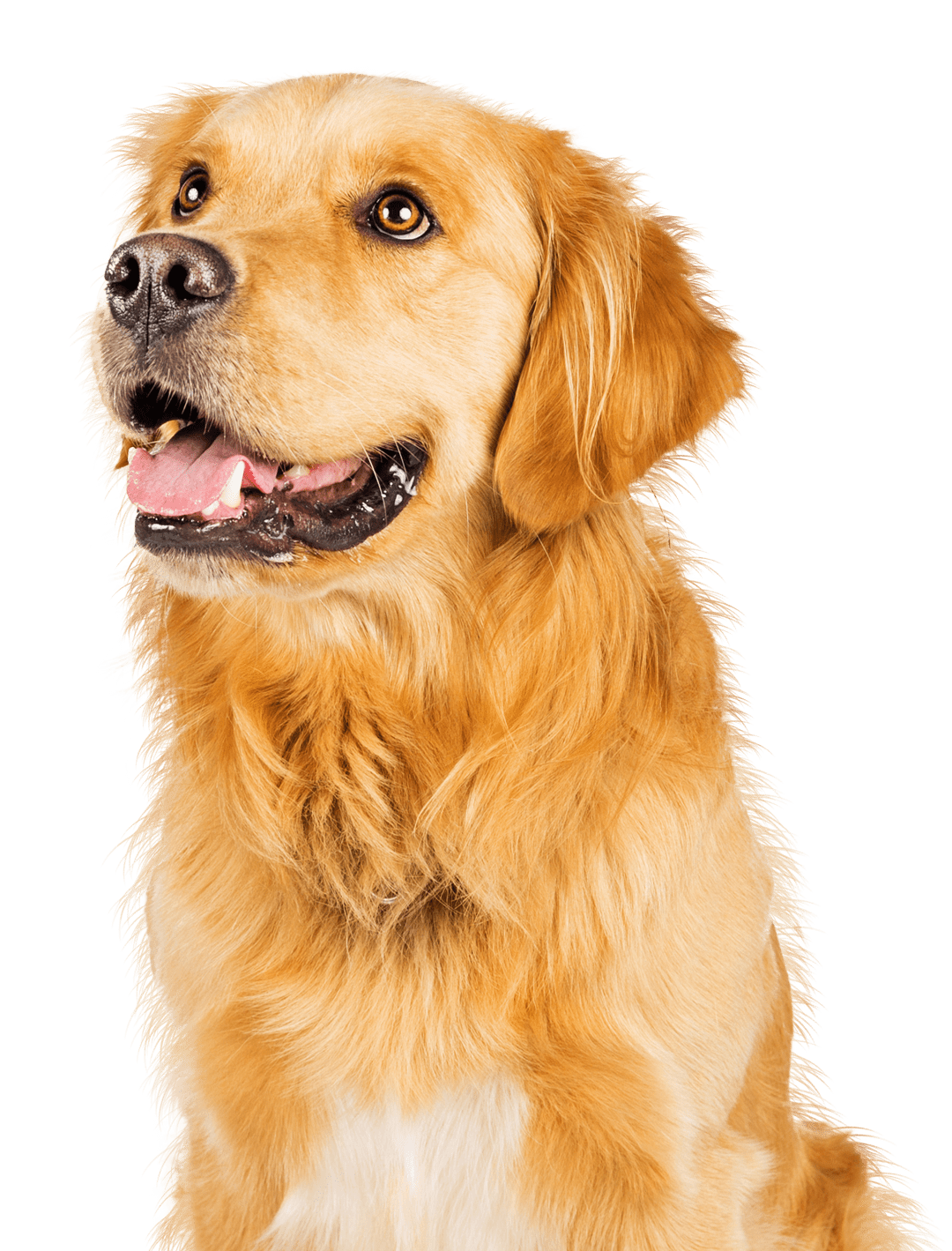 golden retriever dog looking to the left