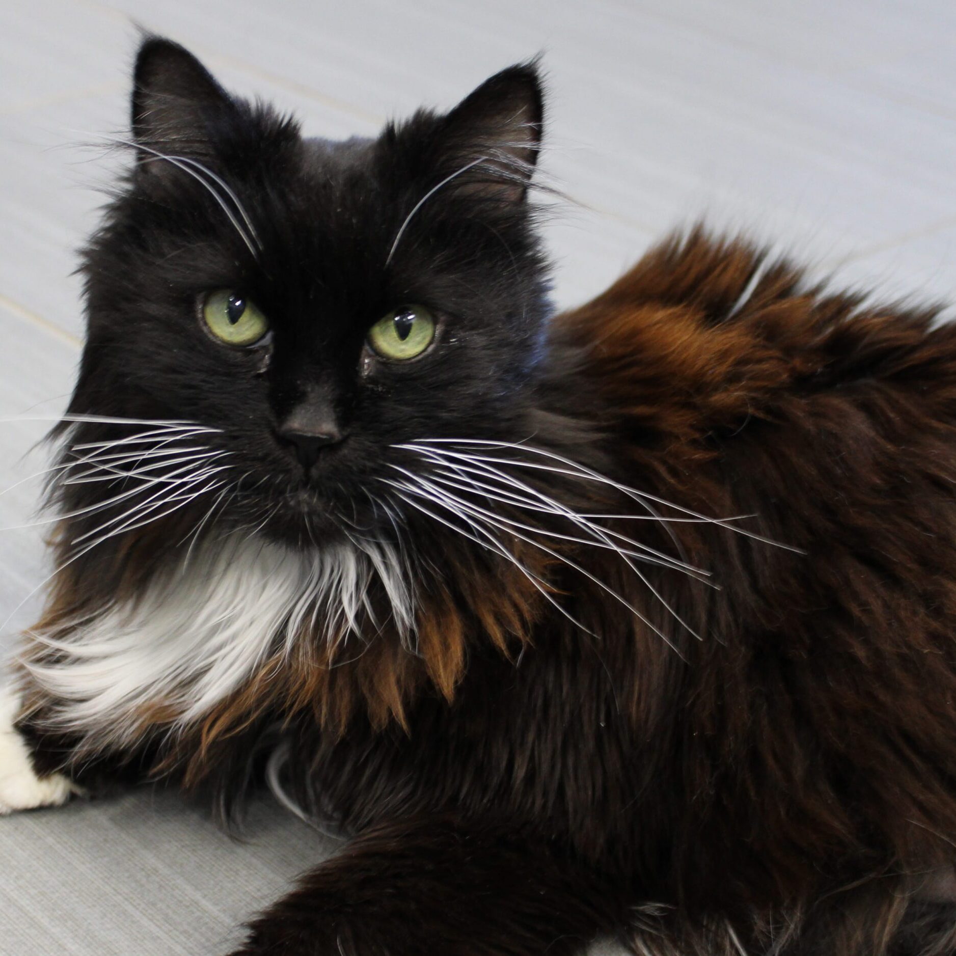black and white cat