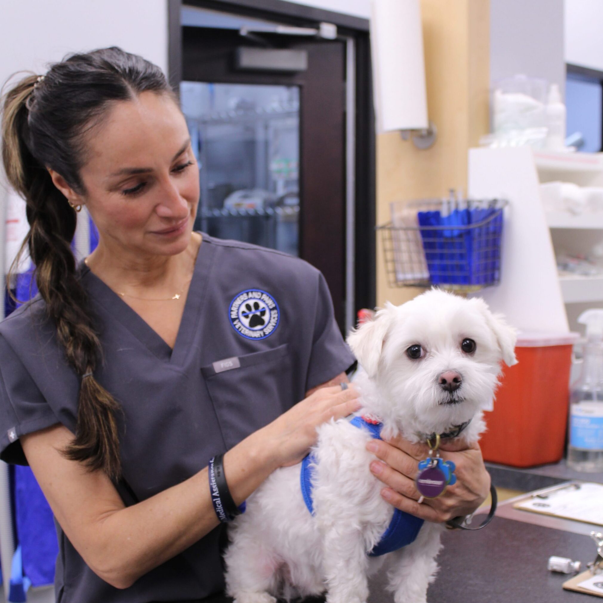 vet and dog