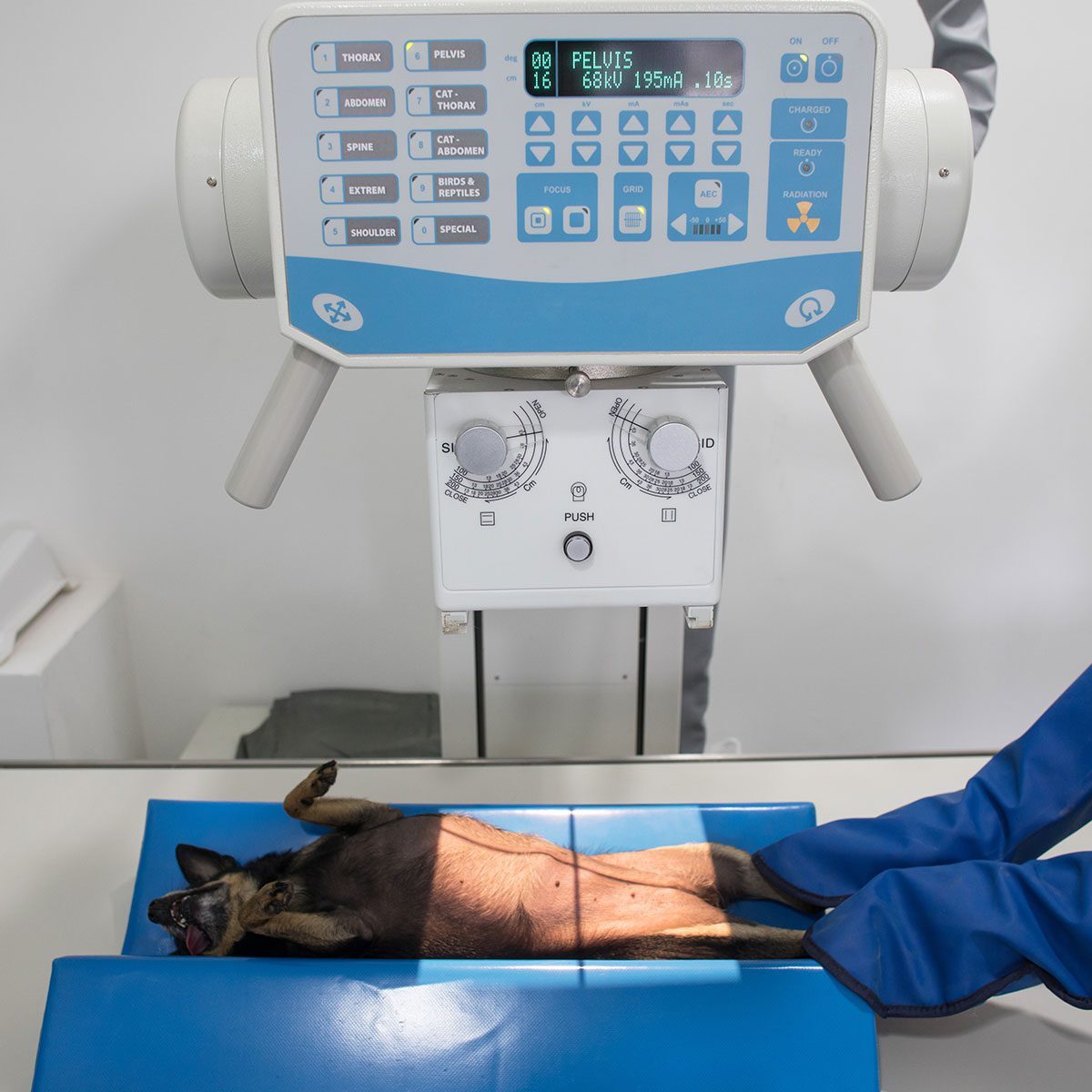 veterinary technician wearing lead gloves and holding black chihuahua's legs during x-ray