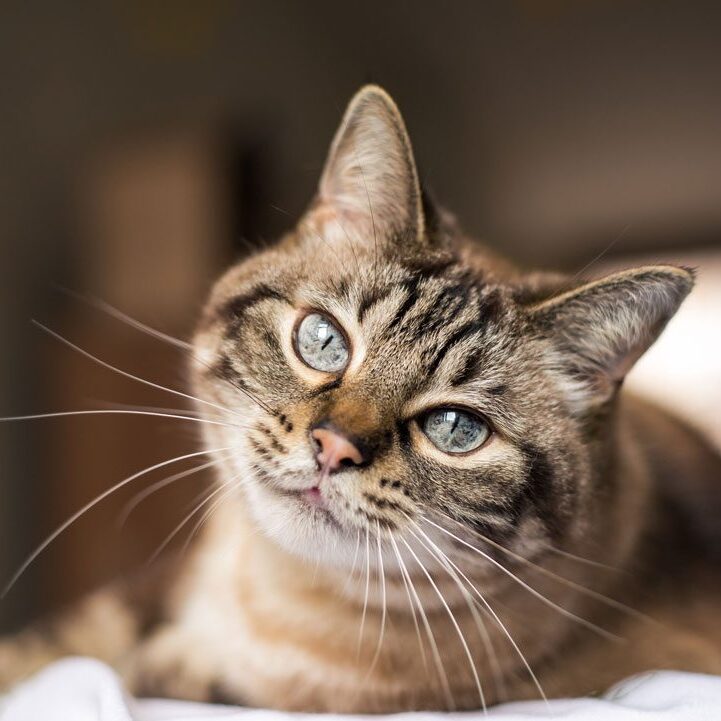 striped tabby cat with blue eyes lying down indoors