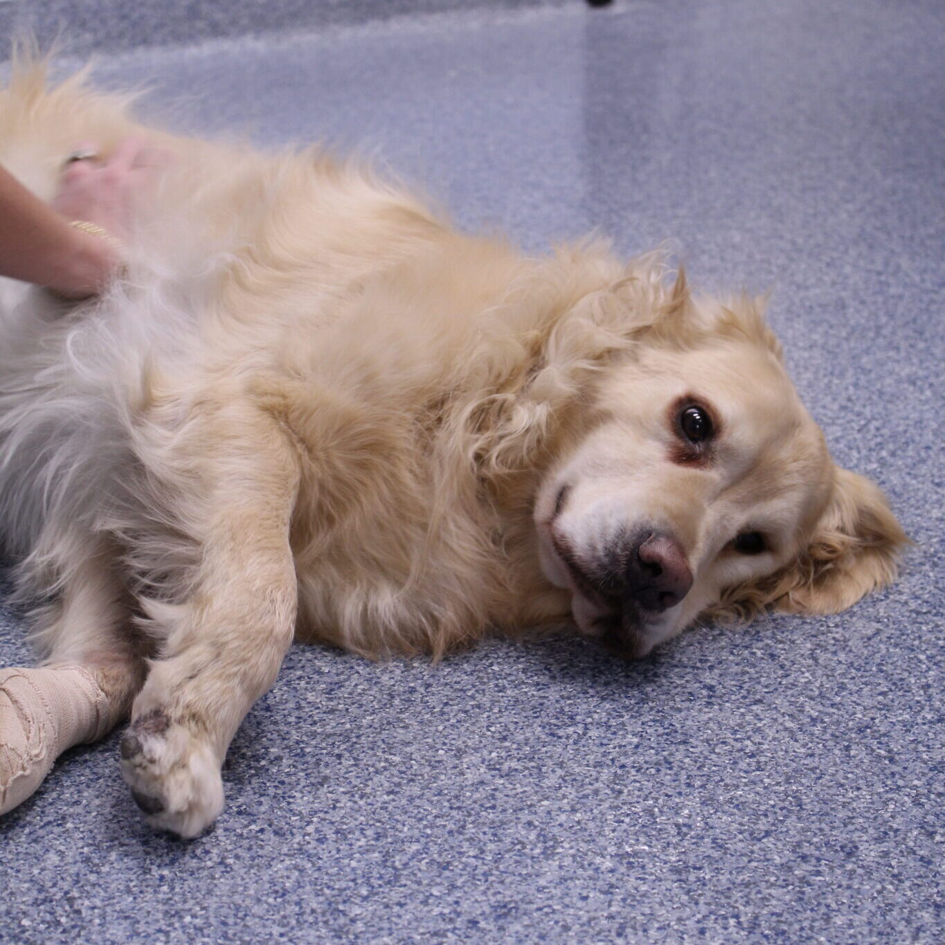 Golden Retriever