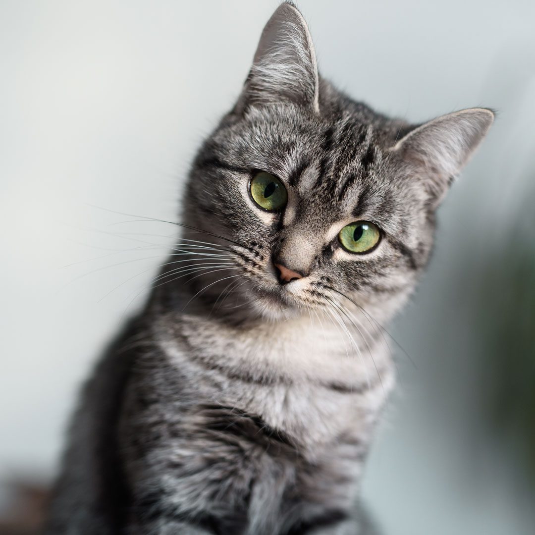 Gray Cat With Green Eyes
