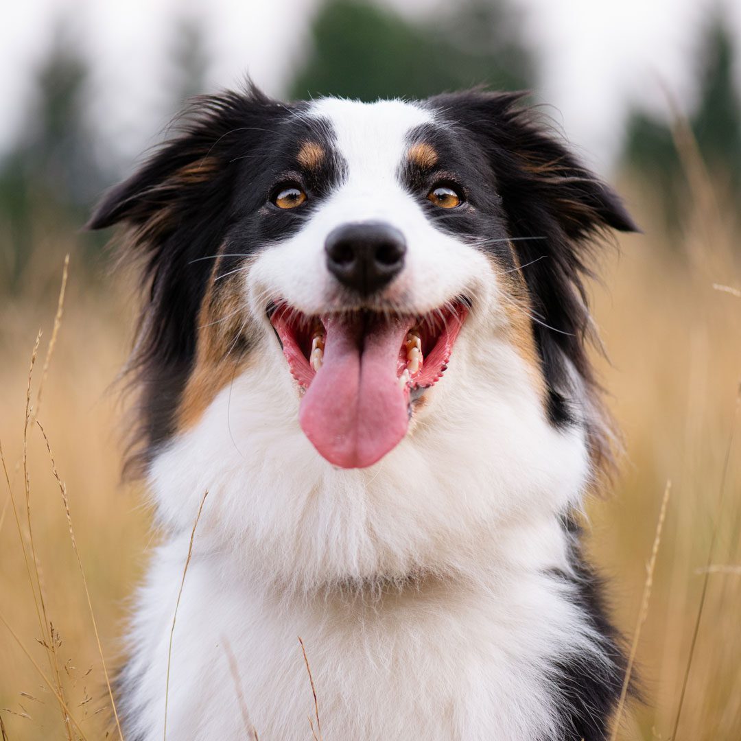 happy Border Collie sitting in autumnal field