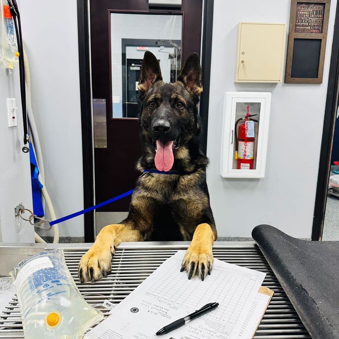 happy German Shepherd dog with paws up on table