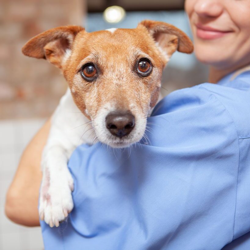 female doctor smiling while holding jack russell terrier