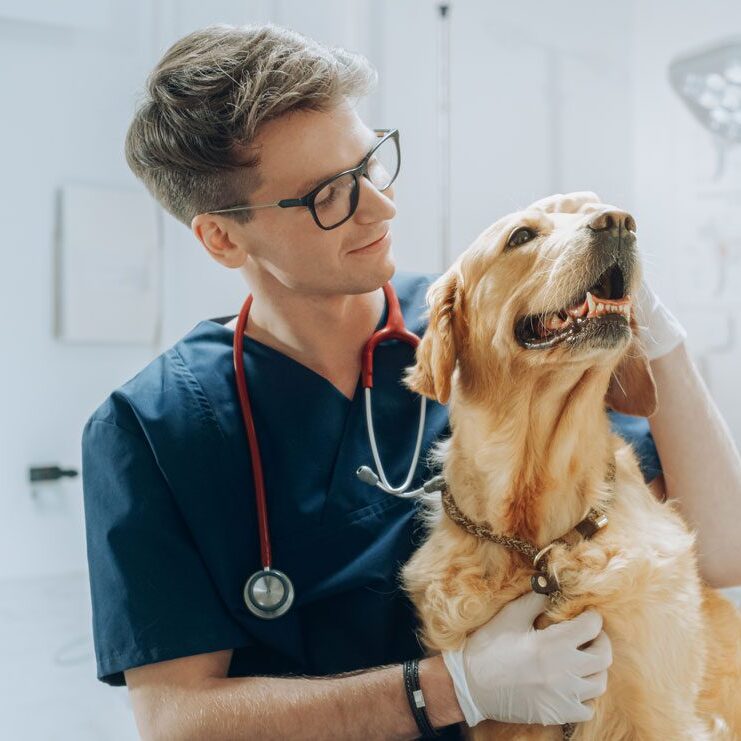 male veterinarian smiling and petting golden retriever