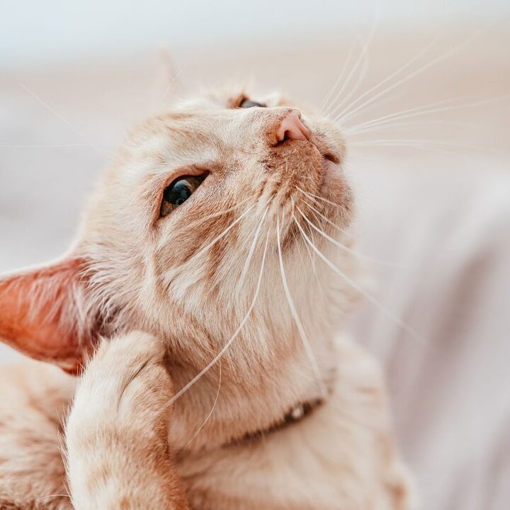 close up of pale orange cat scratching its ear