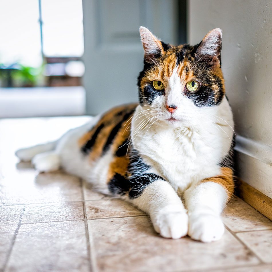 senior calico cat lying on floor inside home
