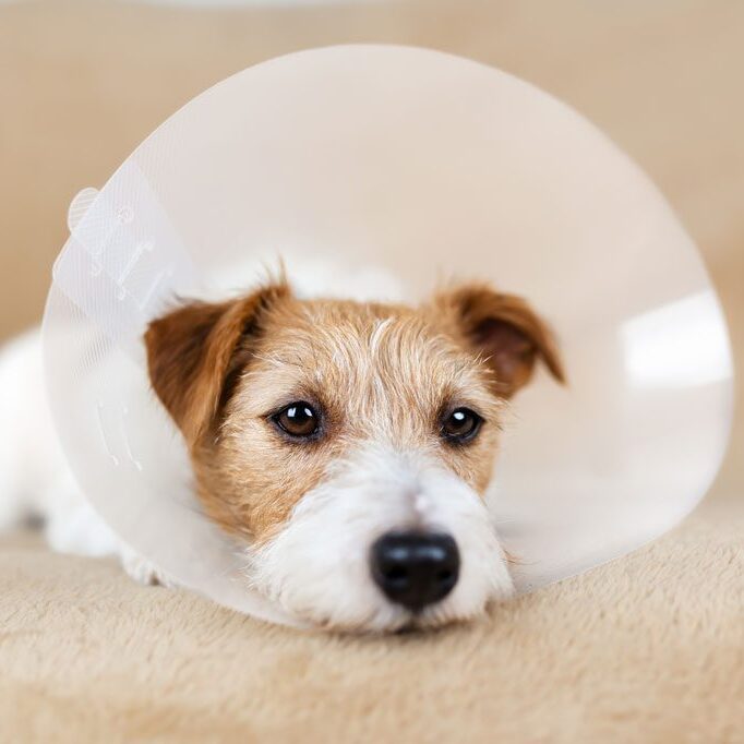 small jack russell terrier wearing plastic cone at home after surgery