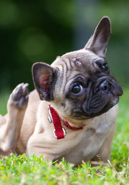 pug puppy scratching ear with hind leg outdoors