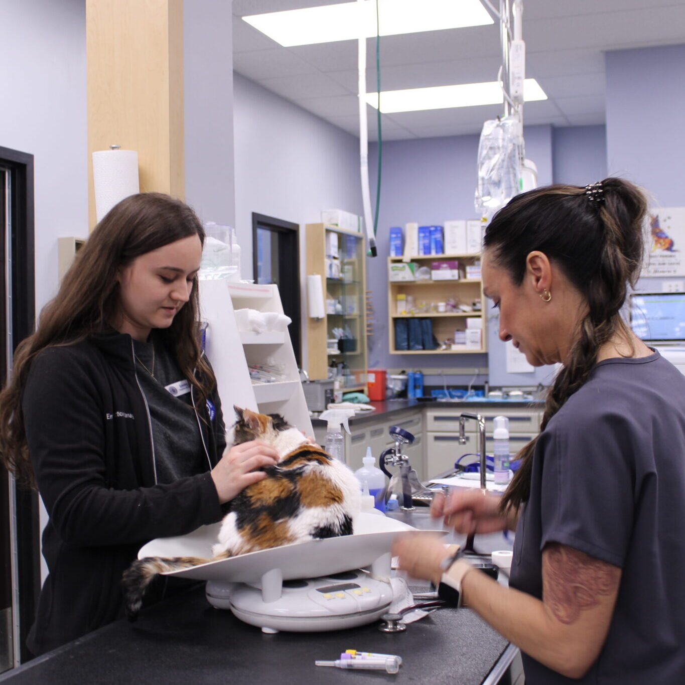 Two Vets Cat Exam