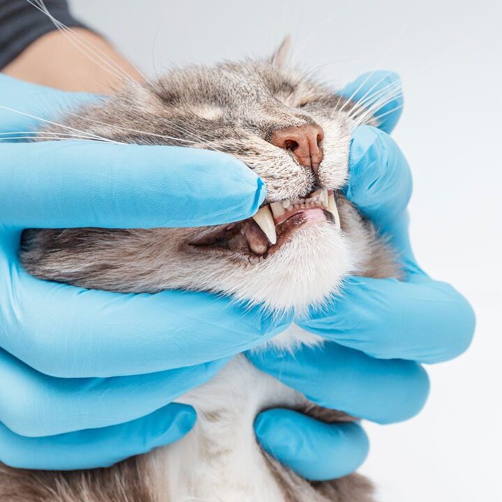 veterinarian wearing blue latex gloves checking cat's teeth