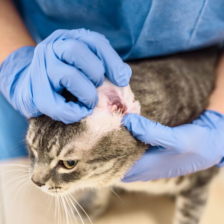 veterinarian checking a cat's ear